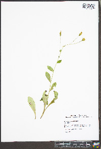 Hieracium scabrum image