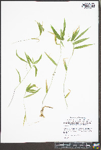 Dichanthelium commutatum subsp. ashei image
