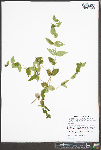 Cunila origanoides image