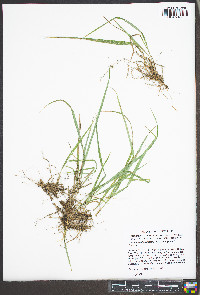 Calamagrostis porteri subsp. porteri image
