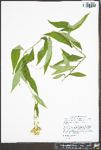 Doellingeria infirma image