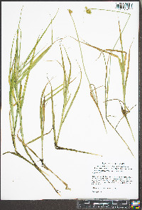 Carex tribuloides var. tribuloides image