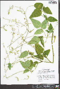 Desmodium canescens image