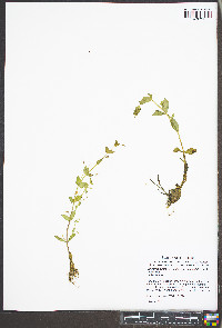 Lindernia dubia var. anagallidea image