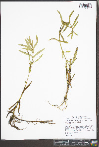 Ammannia coccinea image