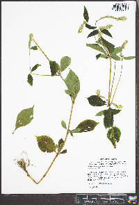 Achyranthes japonica image