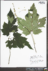 Actaea rubifolia image