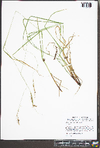 Carex virescens image