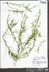 Symphyotrichum dumosum var. dumosum image