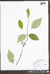 Philadelphus hirsutus image