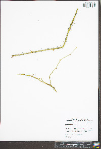 Smilax tamnoides image