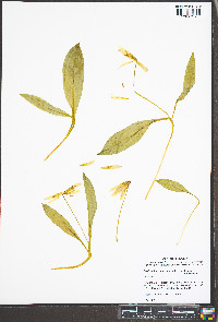 Erythronium americanum subsp. americanum image