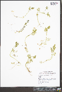 Chaerophyllum procumbens var. procumbens image