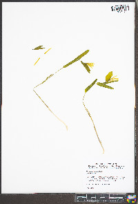 Uvularia sessilifolia image