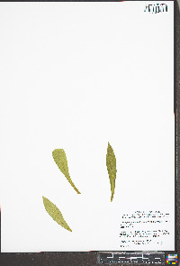 Lithospermum parviflorum image