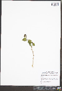 Crataegus intricata var. biltmoreana image
