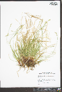 Carex lucorum image