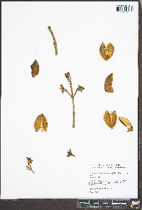 Paulownia tomentosa image