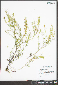Cardamine flexuosa image