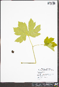 Hydrastis canadensis image