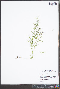 Houstonia tenuifolia image
