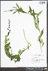 Aureolaria laevigata image