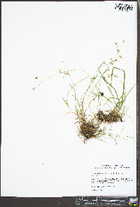 Luzula bulbosa image