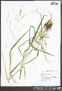 Bromus pubescens image