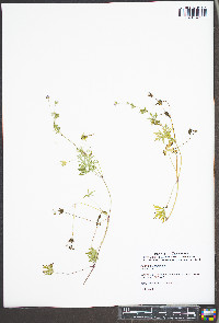 Geranium diffusum image