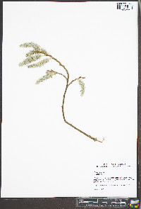 Salix cinerea image
