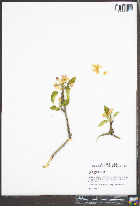 Malus pumila image