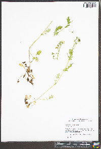 Phacelia fimbriata image