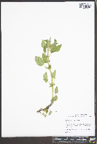 Blephilia hirsuta image