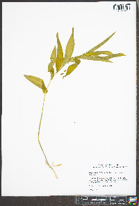 Polygonatum biflorum var. biflorum image
