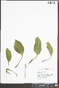 Plantago rugelii image