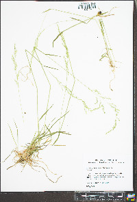 Sphenopholis nitida image