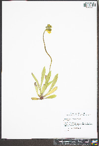 Hieracium caespitosum image