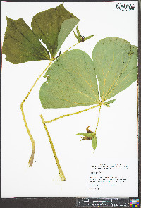 Trillium erectum image