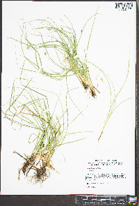 Carex jamesii image