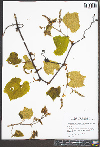 Vitis cinerea image