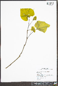 Aristolochia macrophylla image