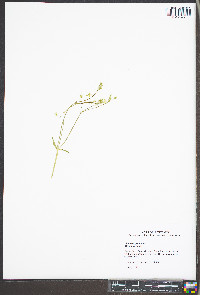 Stellaria graminea image