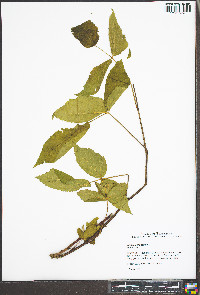 Rubus canadensis image
