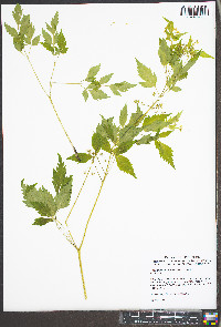 Thaspium barbinode image