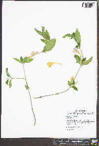 Ruellia purshiana image