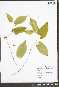 Endodeca serpentaria image