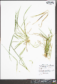 Carex cumberlandensis image