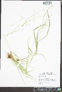 Poa sylvestris image