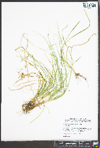 Carex willdenowii image