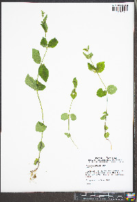 Scutellaria nervosa image